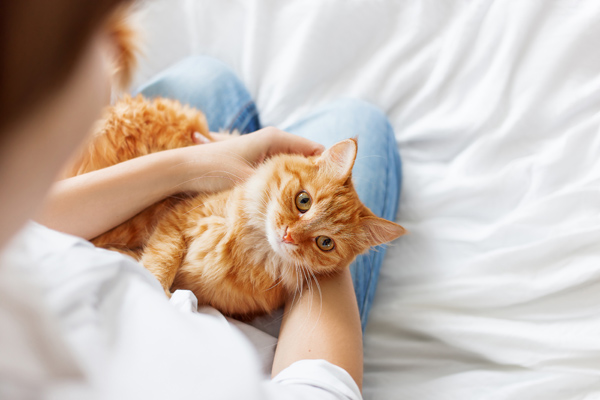 Woman with orange cat laying in lap